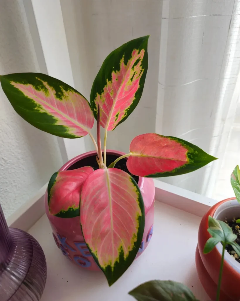 Aglaonema Spitfire