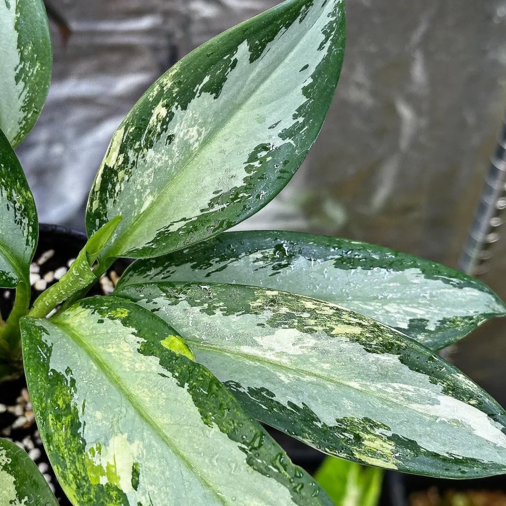 Aglaonema Suvarnabhumi