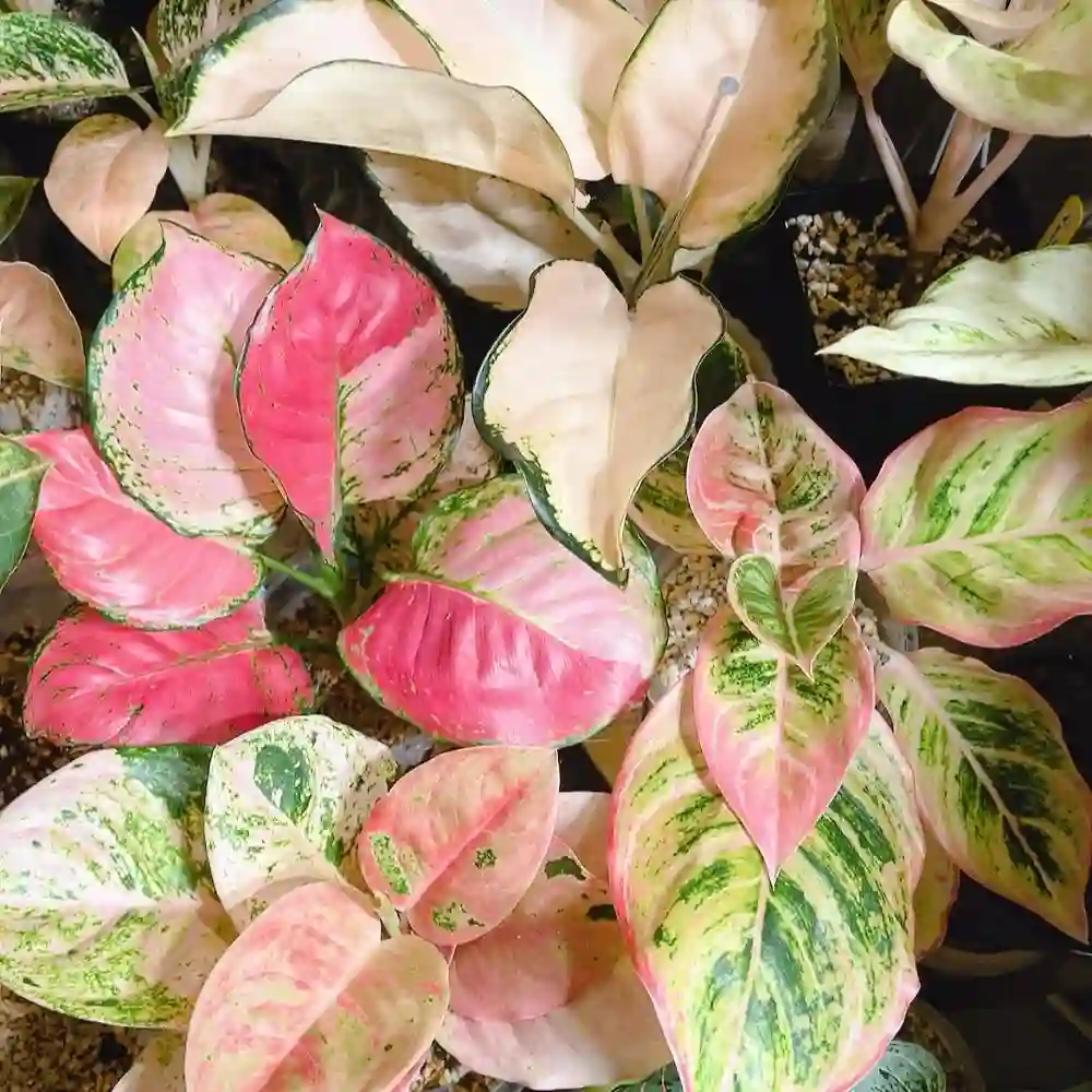 Aglaonema