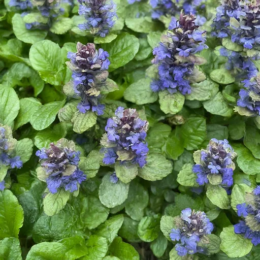 Ajuga