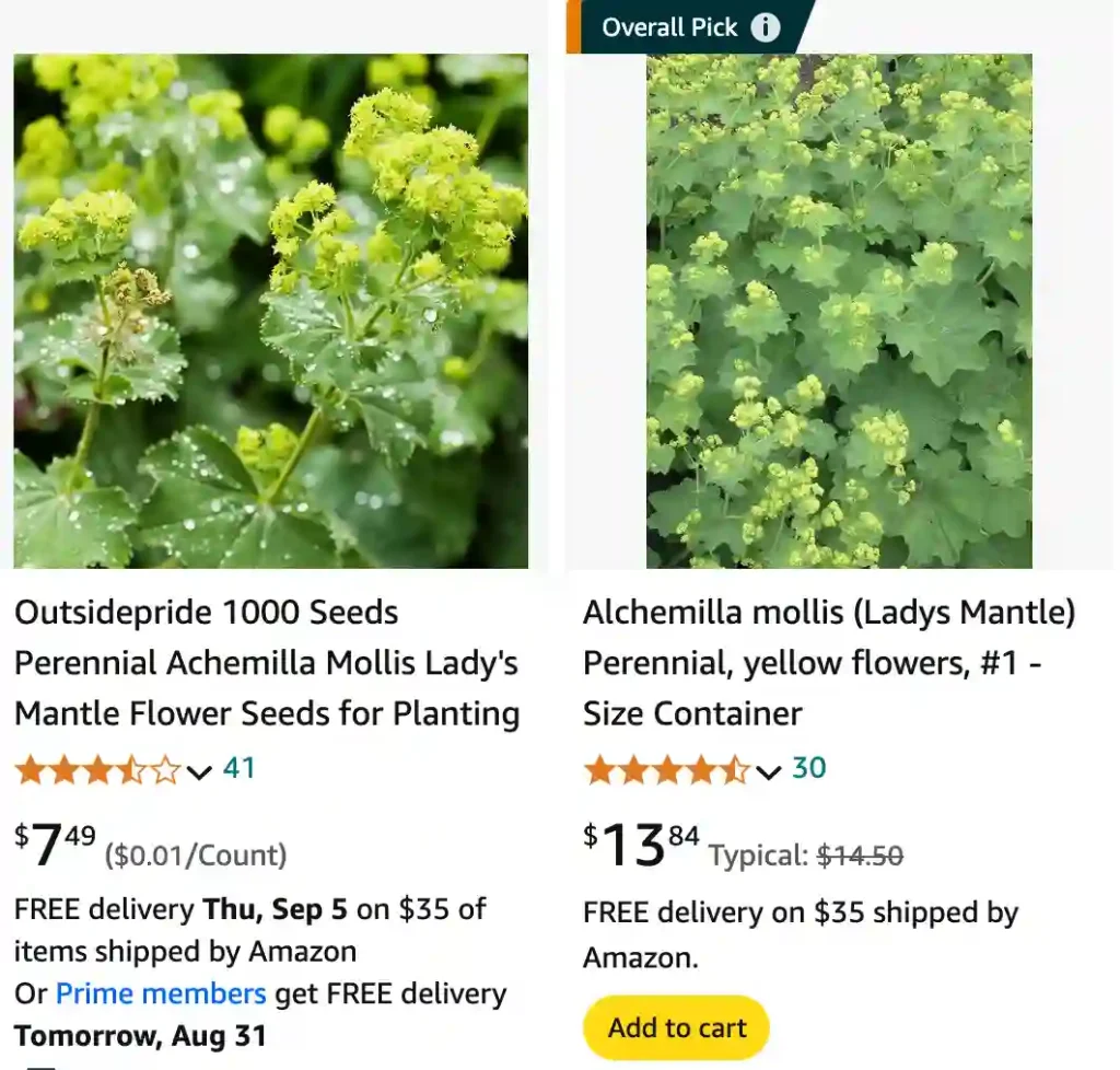 Alchemilla Mollis | Monsteraholic