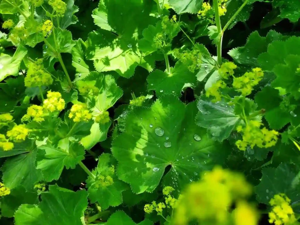 Alchemilla Mollis