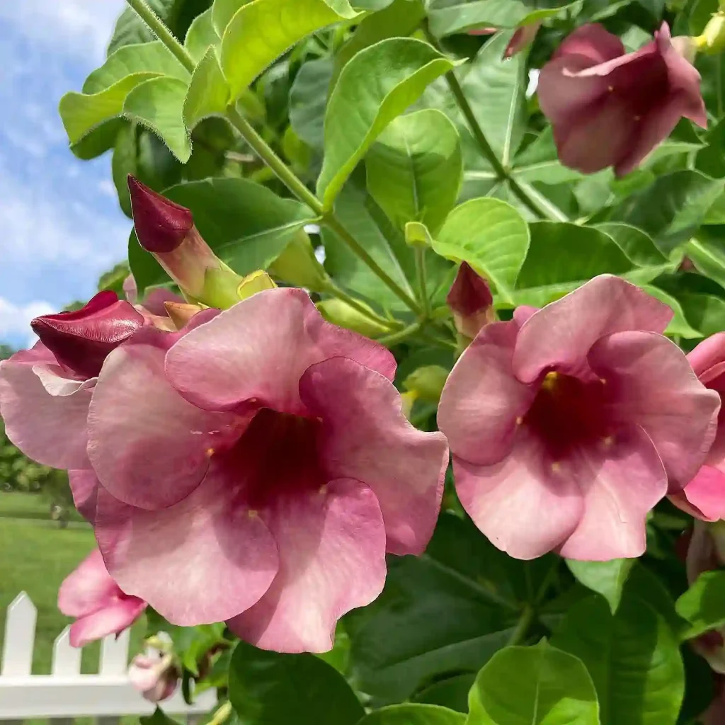 Allamanda Cherries Jubilee