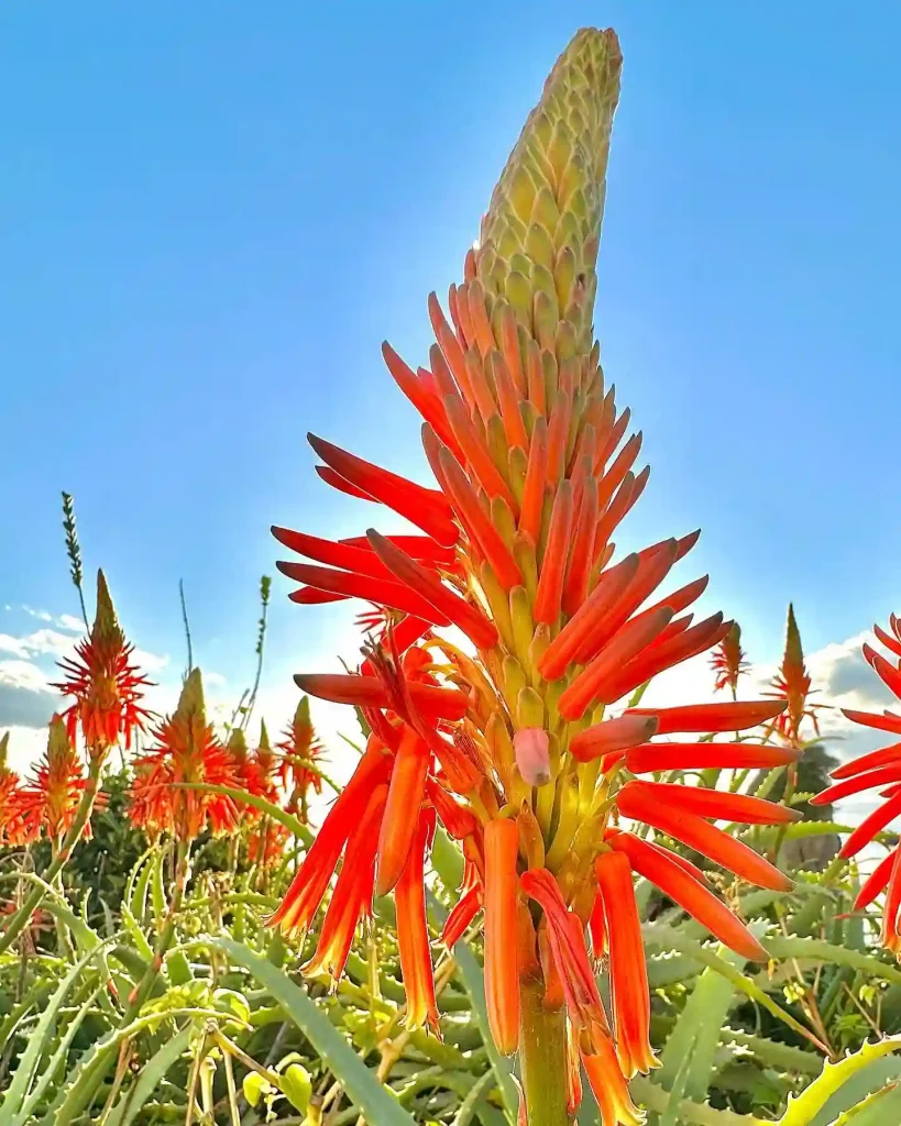 Aloe Arborescens