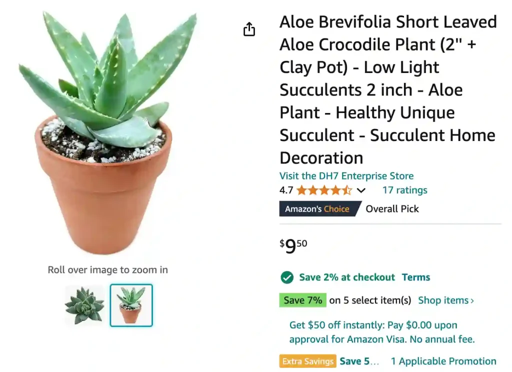 Aloe Brevifolia | Monsteraholic