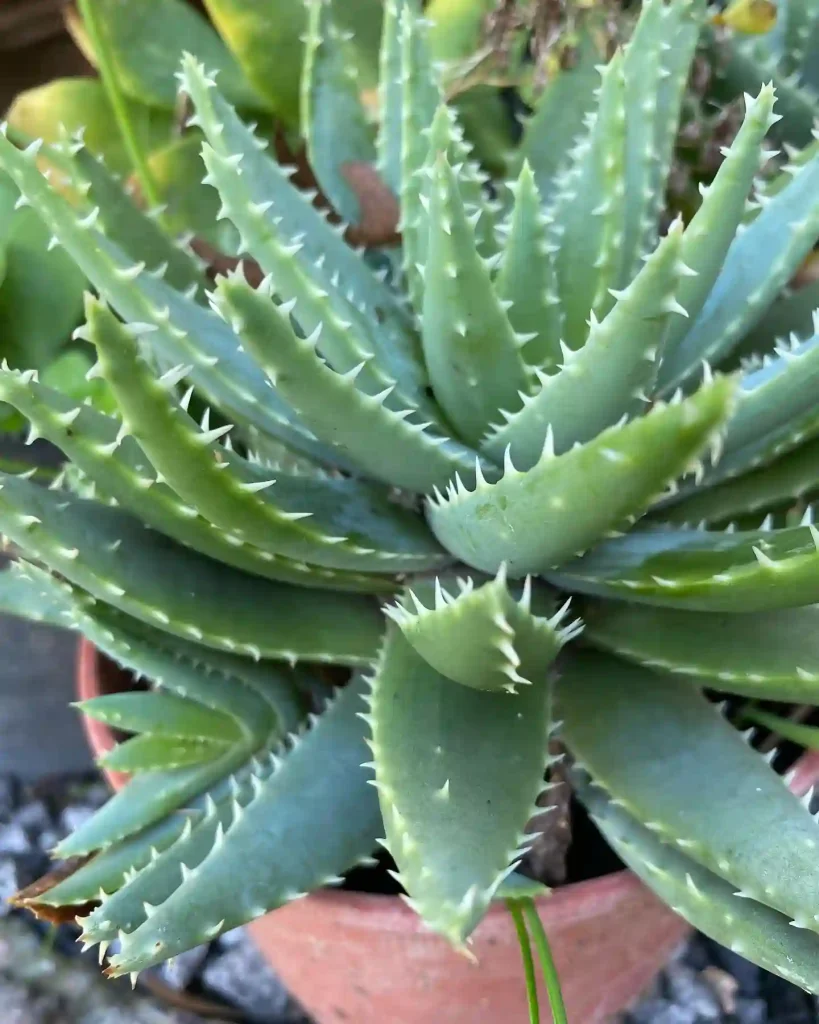 Aloe Brevifolia monsteraholic.com Plant FAQs | Monsteraholic