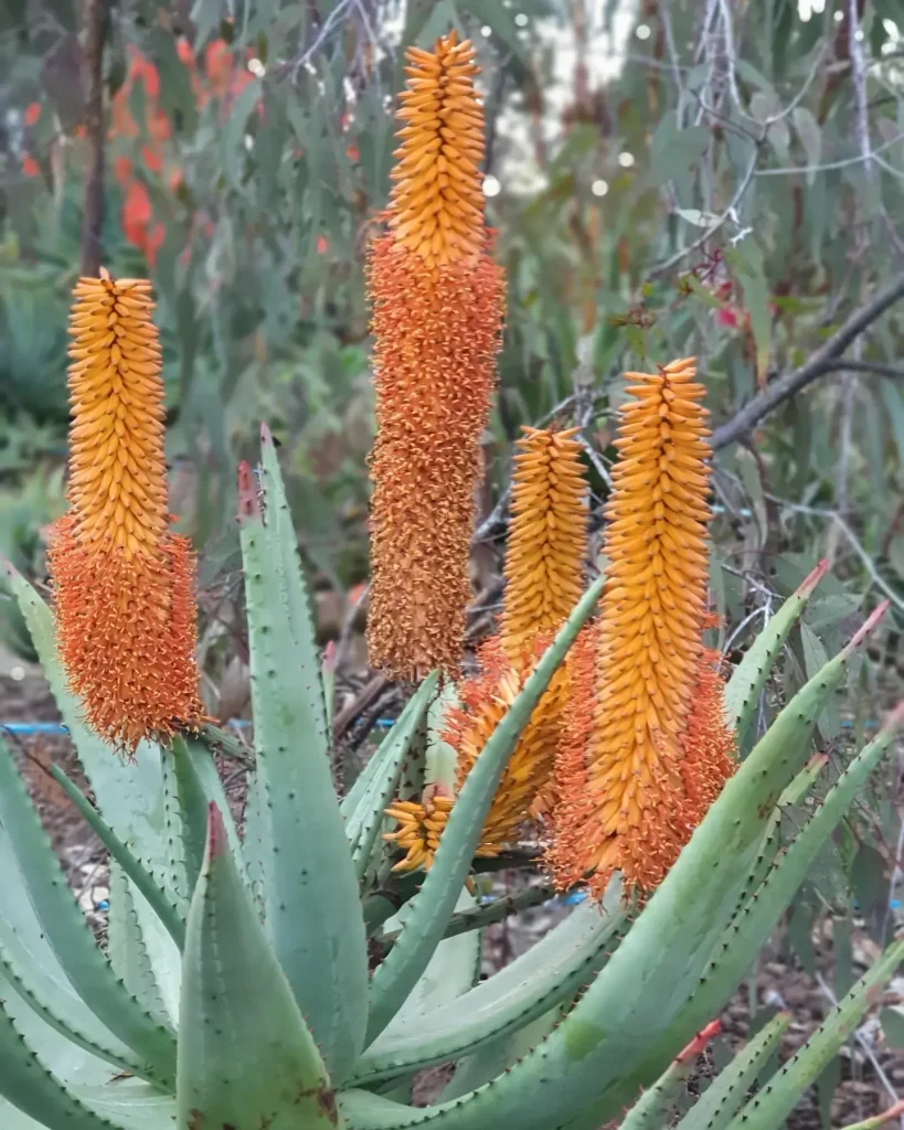 Aloe Ferox