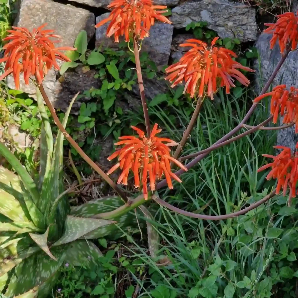 Aloe Maculata