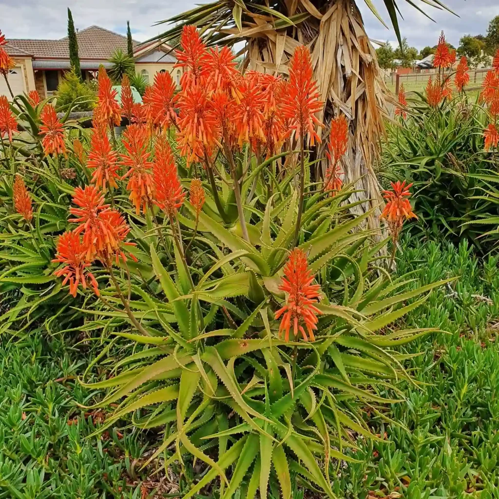 Aloe Nyeriensis