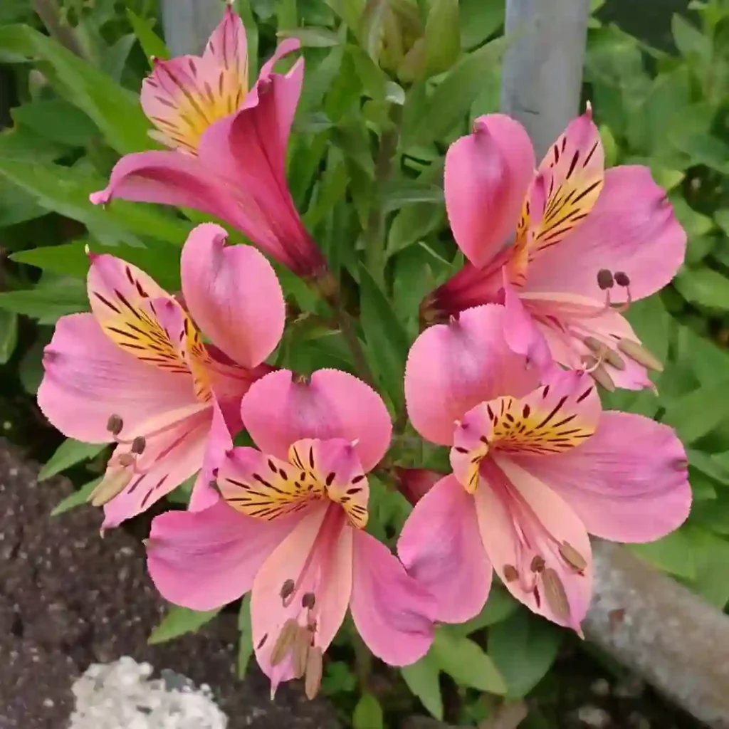 Alstroemeria