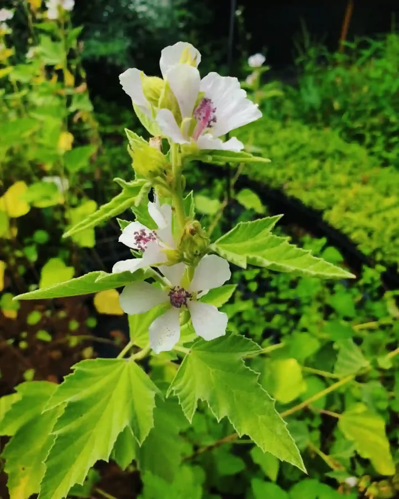 Althaea Officinalis