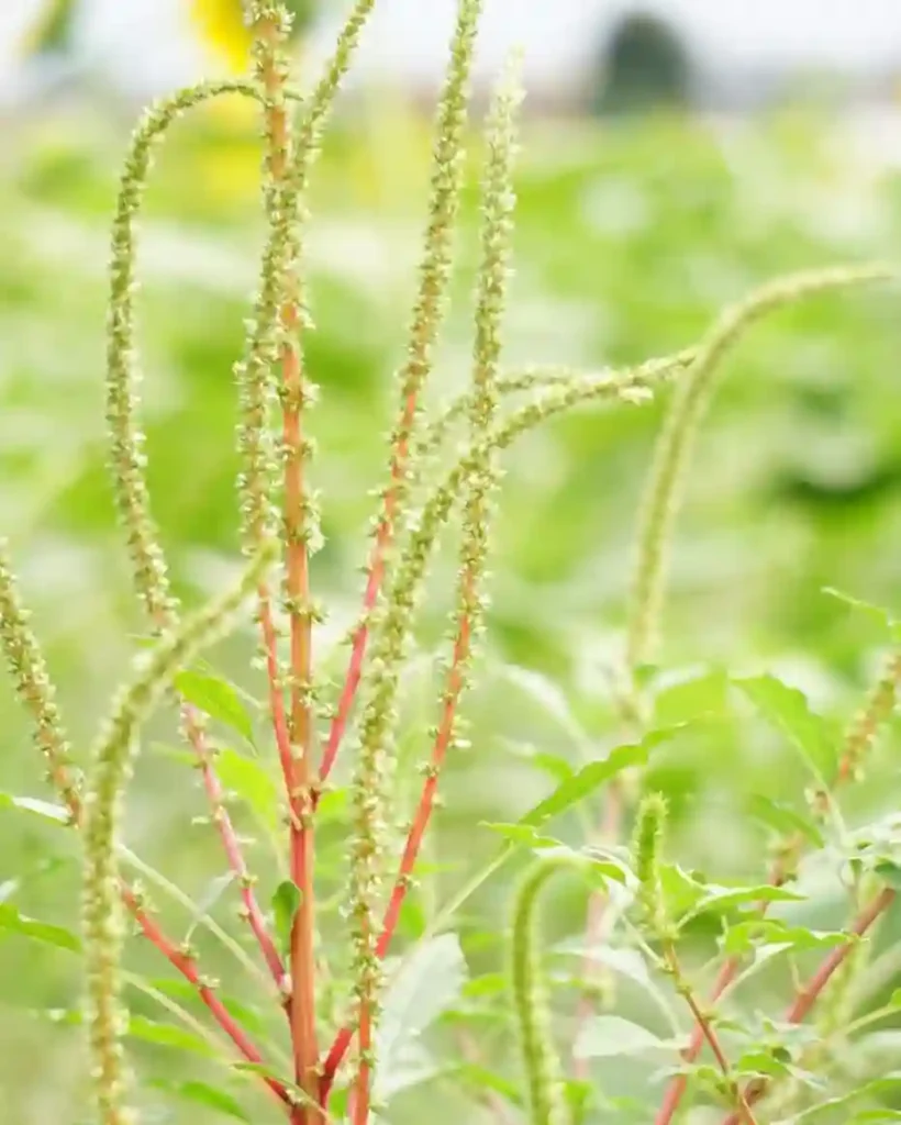 Amaranthus Palmeri