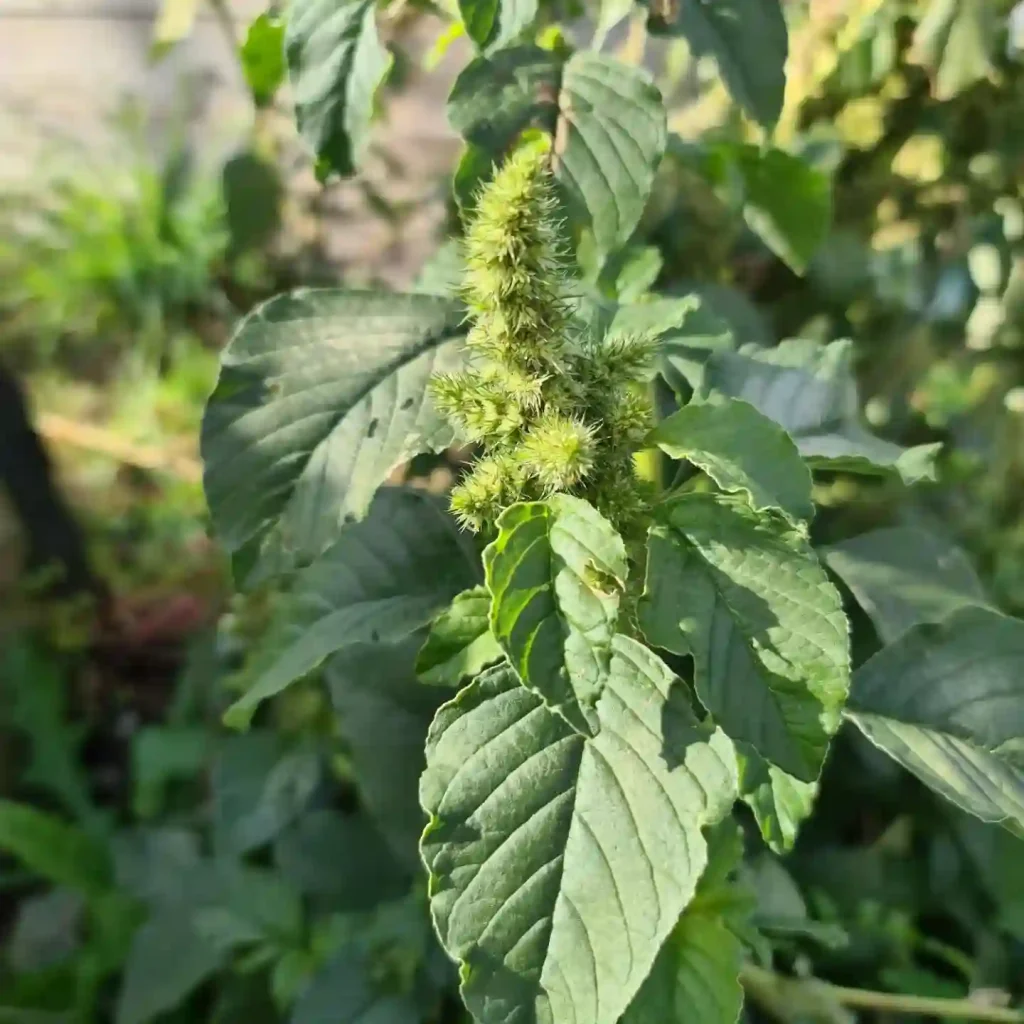 Amaranthus