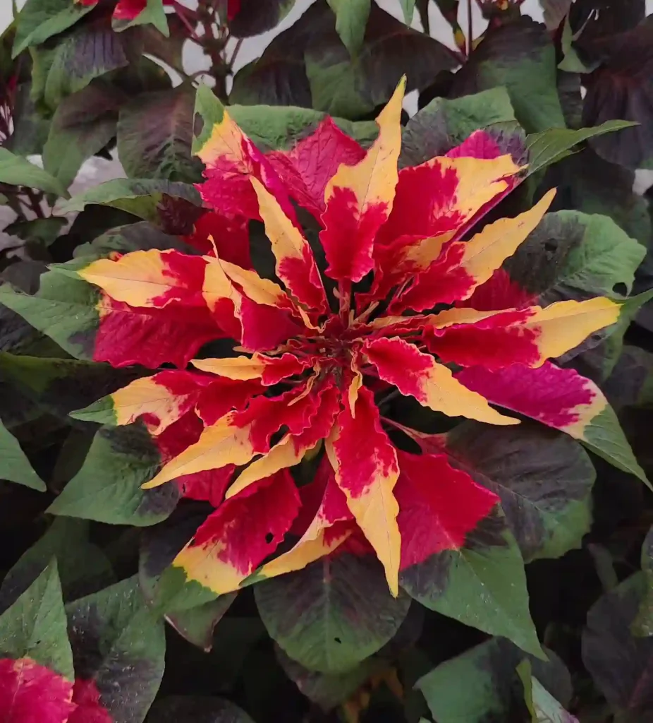 Amaranthus Tricolor