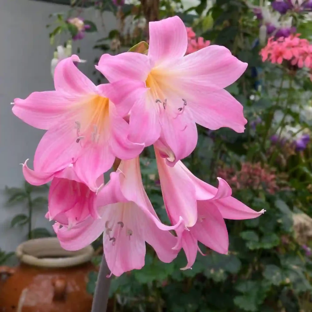 Amaryllis Belladonna