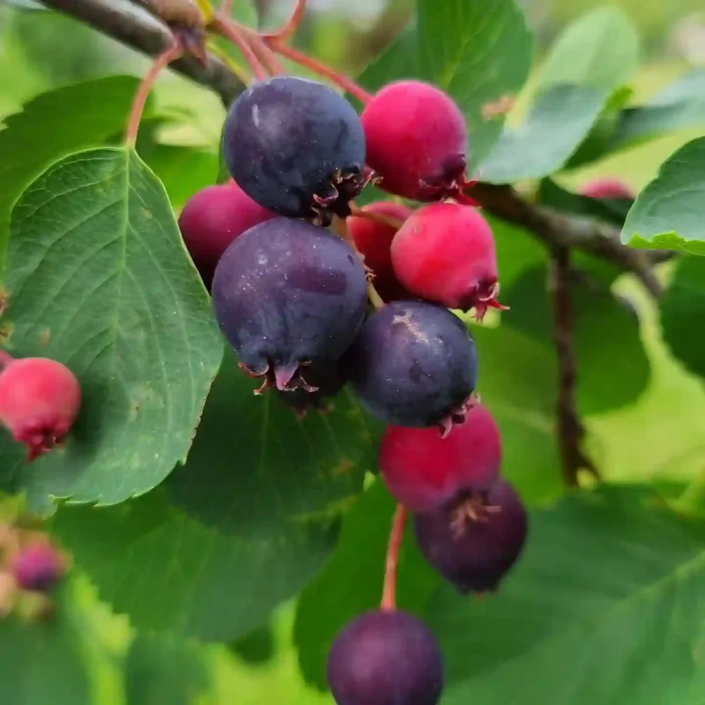 Amelanchier Alnifolia