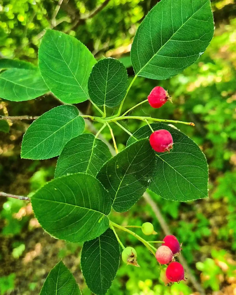 Amelanchier Arborea