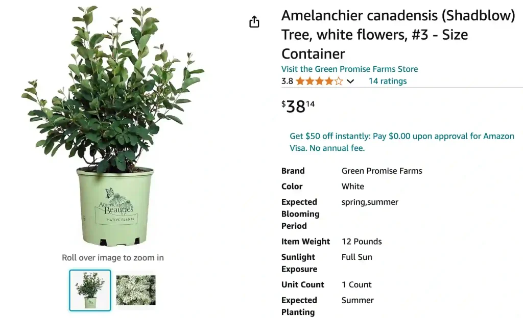 Amelanchier Canadensis | Monsteraholic