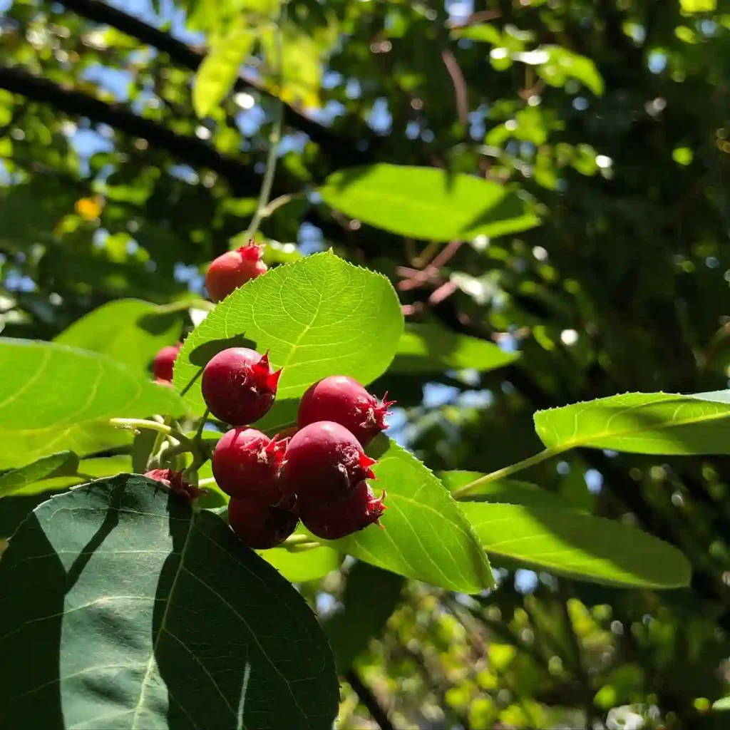 Amelanchier Canadensis