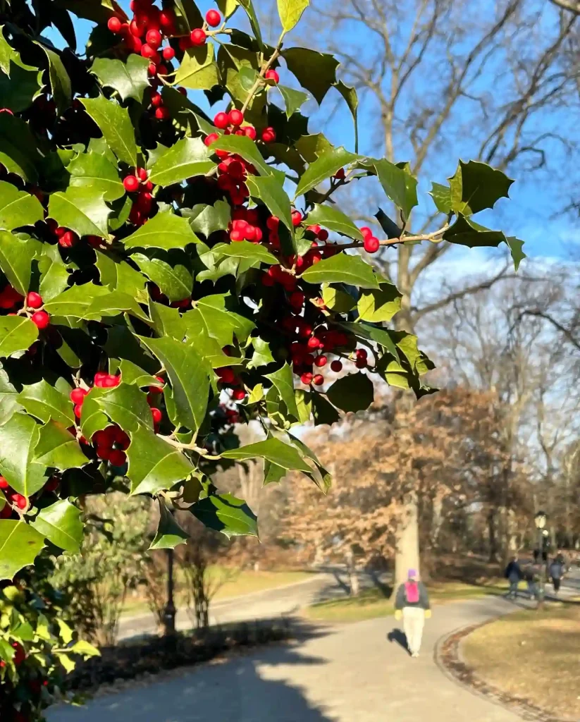 American Holly