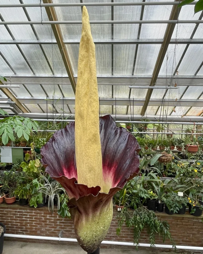 Amorphophallus Gigas