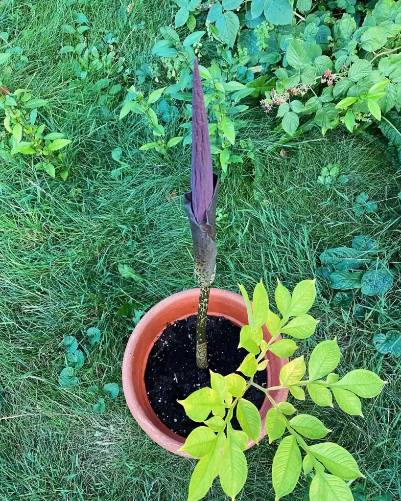 Amorphophallus Konjac