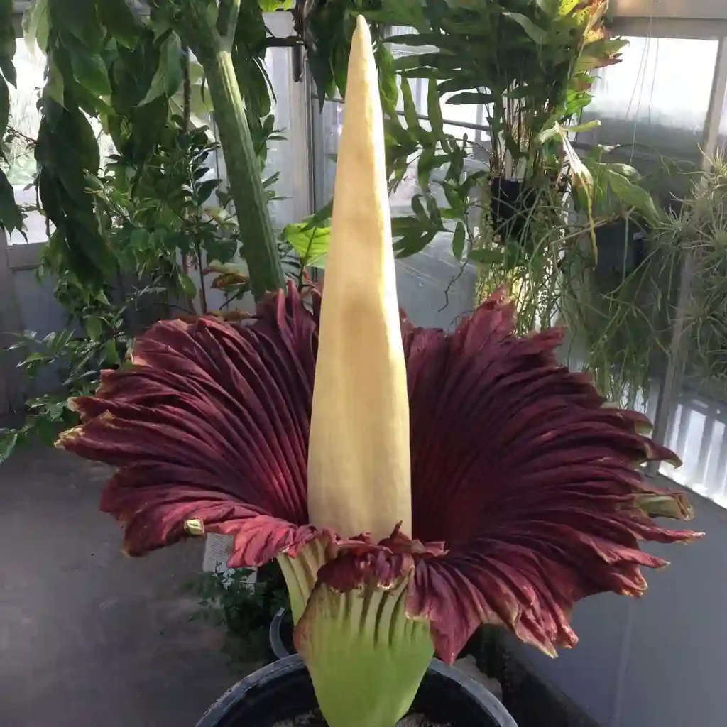 Amorphophallus