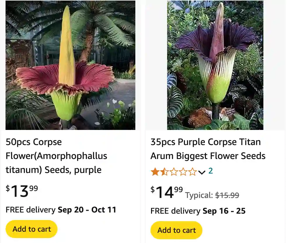 Amorphophallus Titanum | Monsteraholic