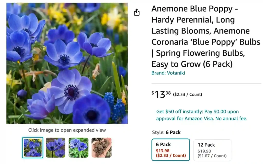 Anemone Coronaria | Monsteraholic