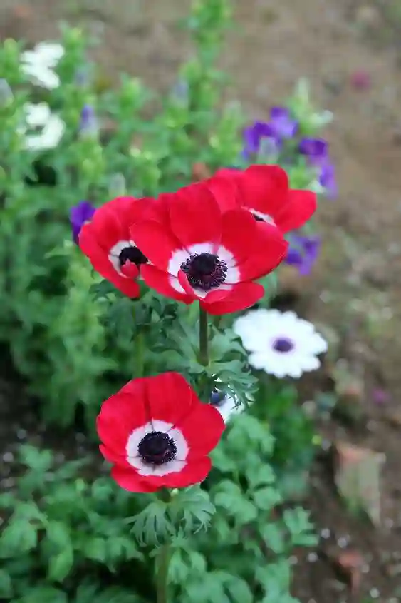 Anemone Coronaria