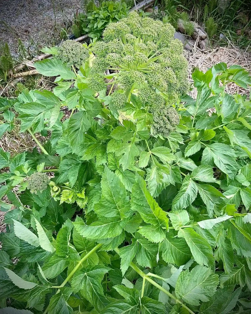 Angelica Sinensis