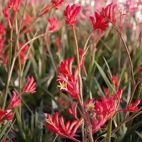 Anigozanthos Bush Ranger