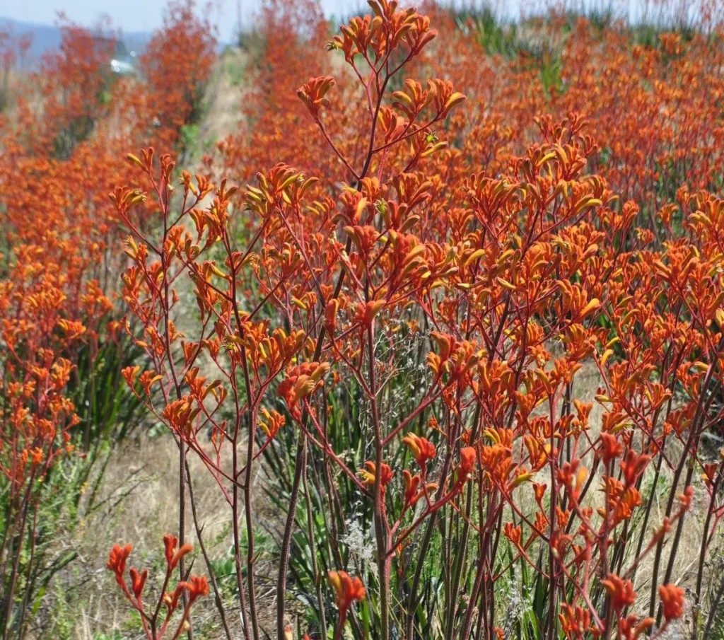 Anigozanthos Tequila Sunrise