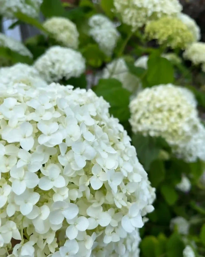 Annabelle Hydrangea