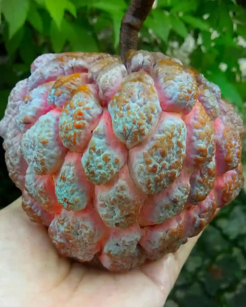 Annona Squamosa