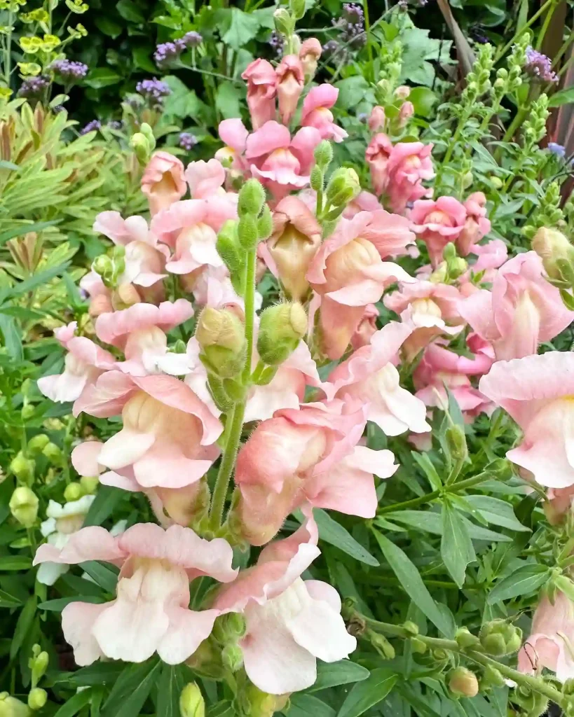 Antirrhinum