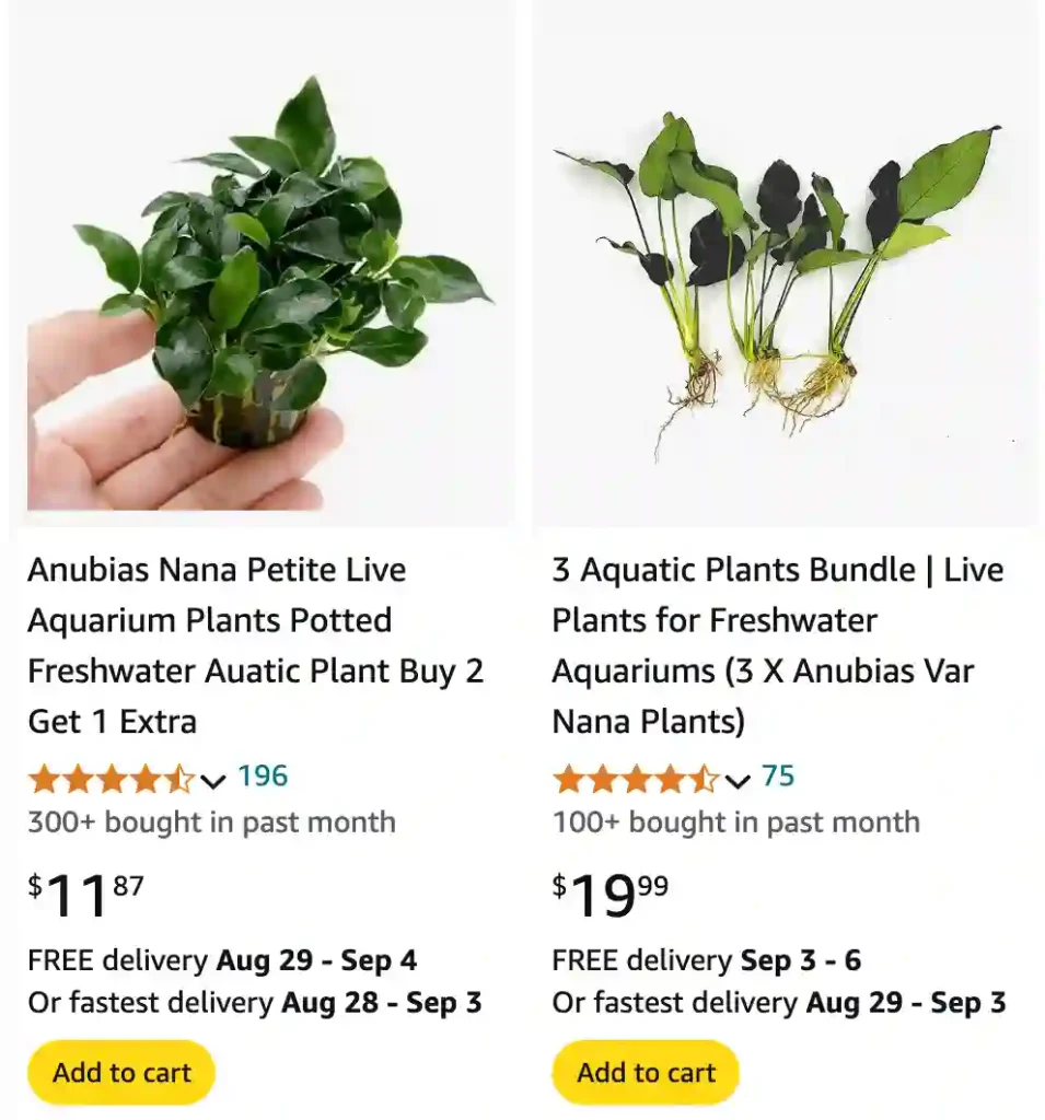 Anubias | Monsteraholic