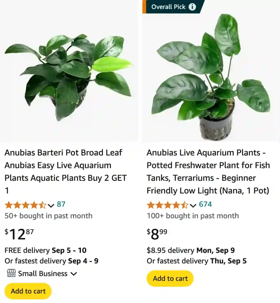 Anubias Barteri | Monsteraholic