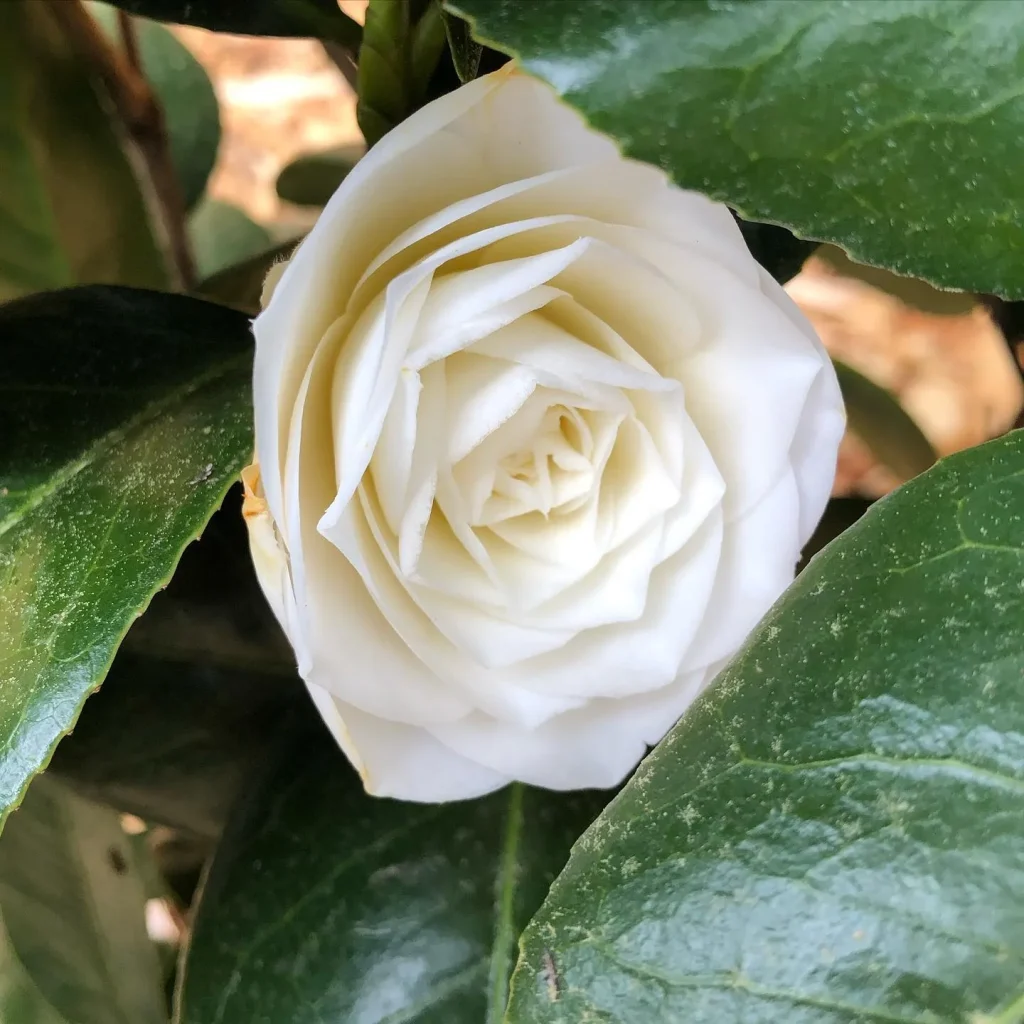 April Snow Camellia