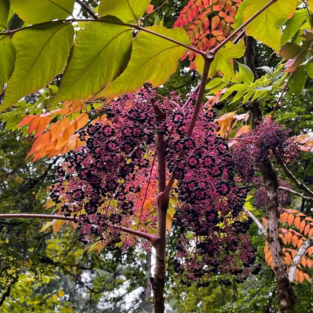 Aralia Spinosa