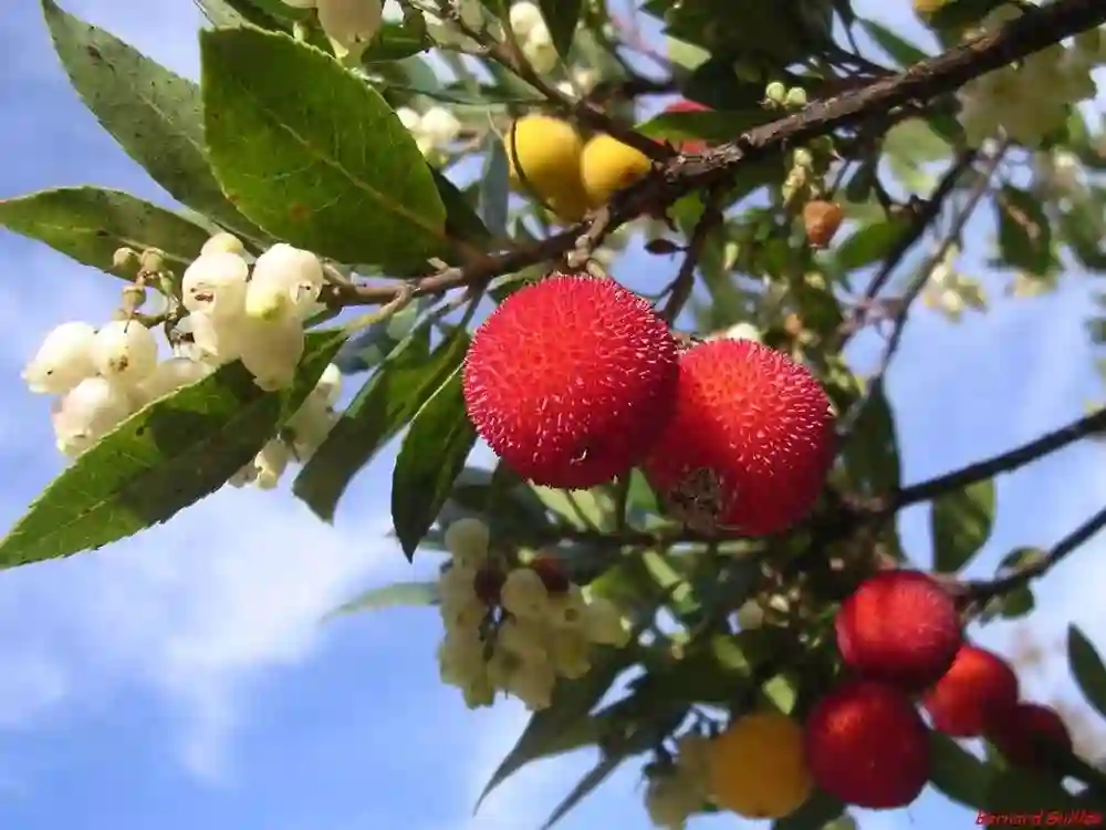 Arbutus Unedo