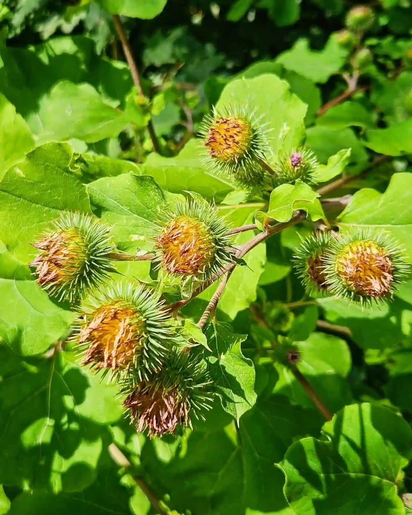 Arctium Lappa