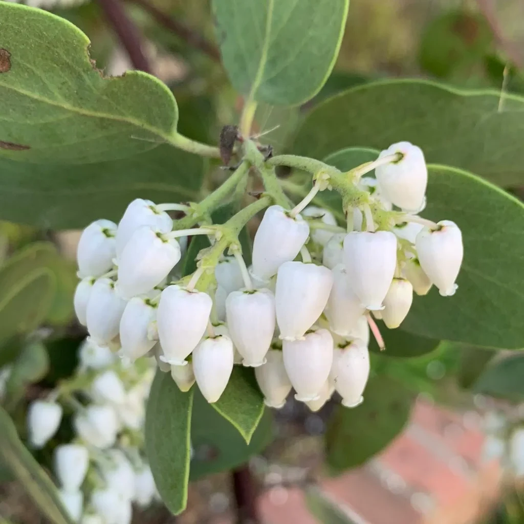 Arctostaphylos Dr Hurd