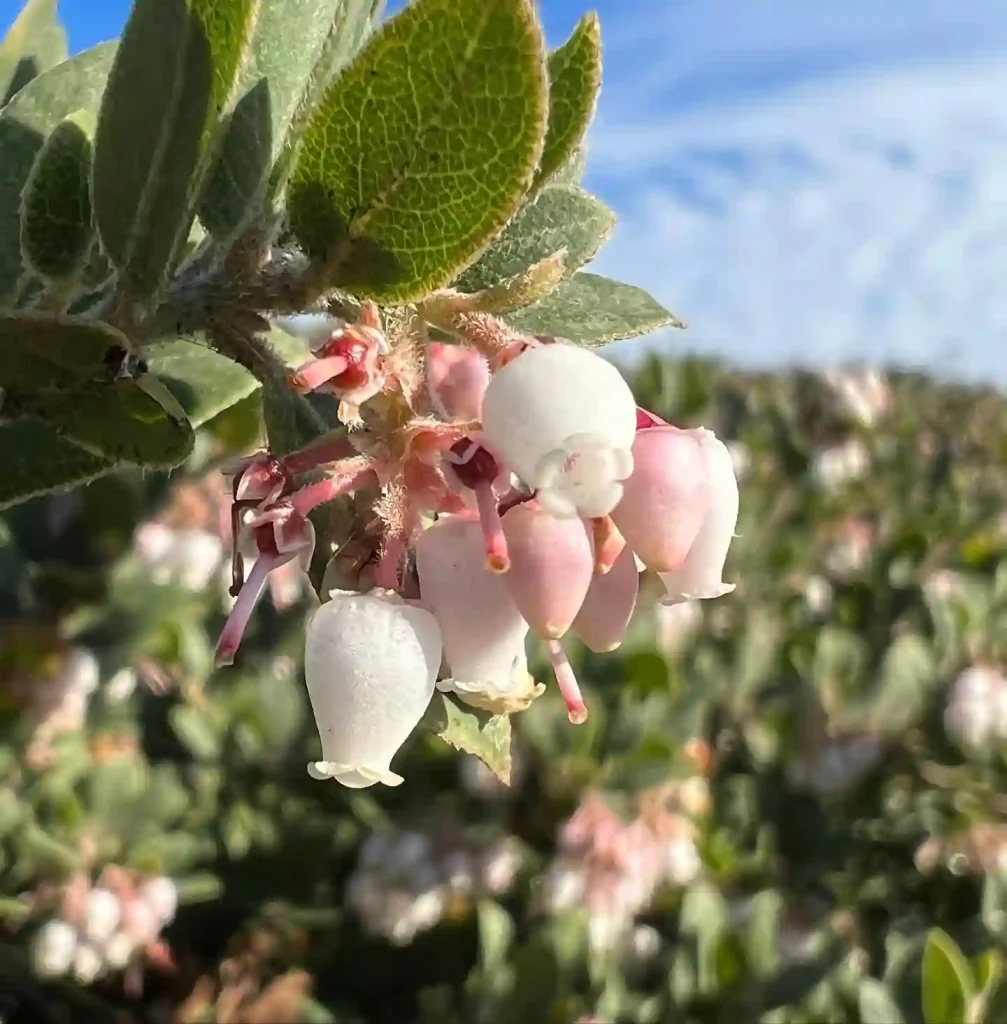 Arctostaphylos Edmundsii