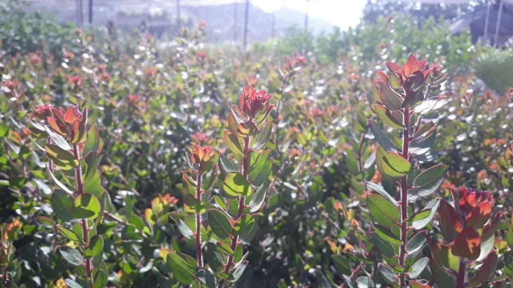 Arctostaphylos John Dourley