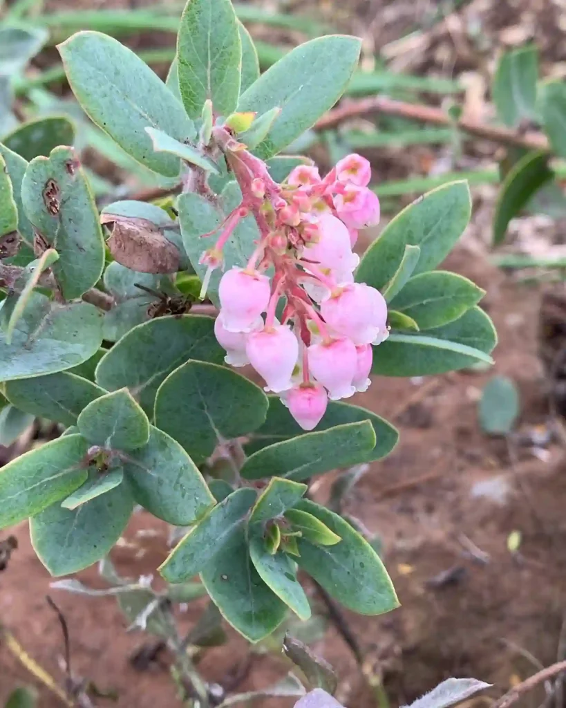 Arctostaphylos Pajaroensis