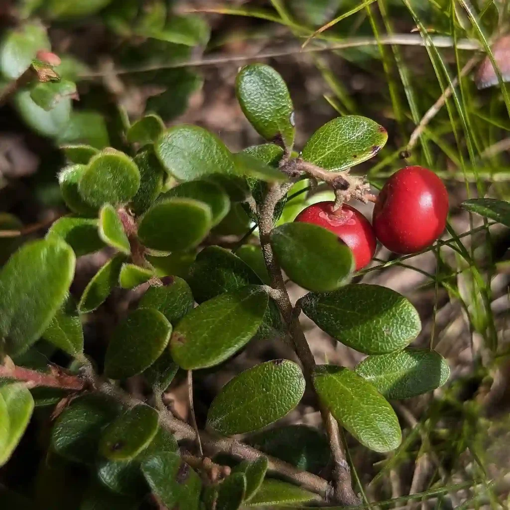 Arctostaphylos Uva-Ursi