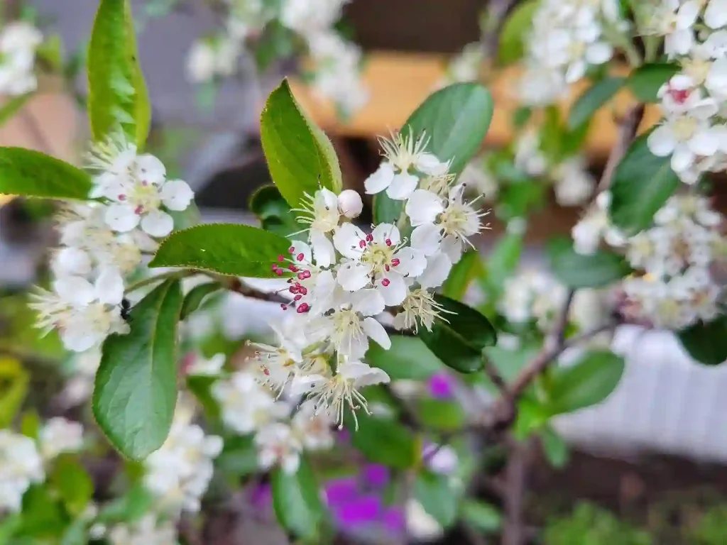 Aronia Arbutifolia