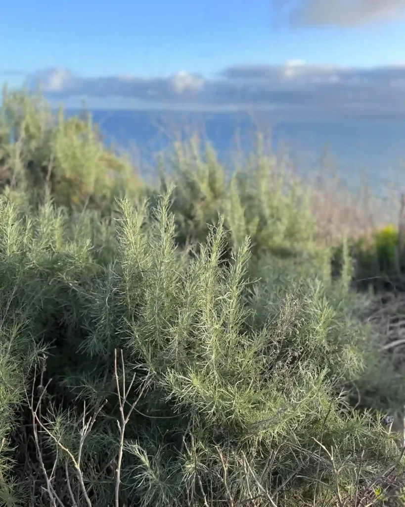 Artemisia Californica