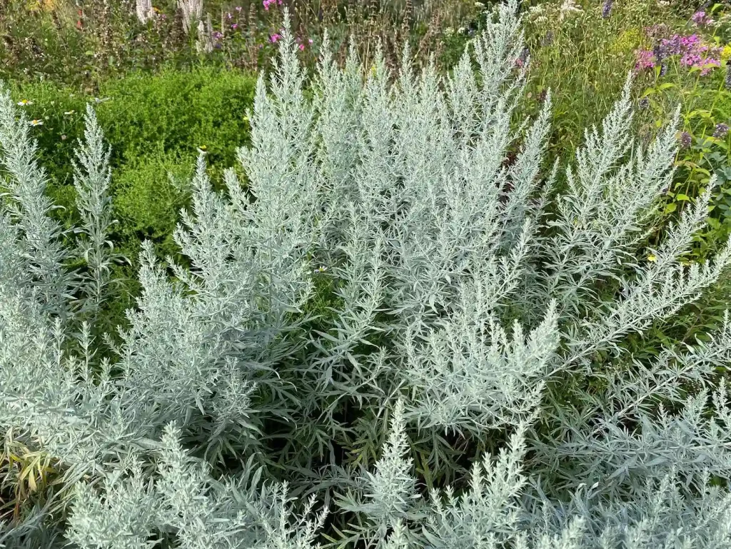 Artemisia Ludoviciana